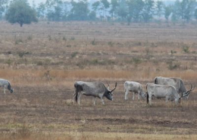 Hungarian Grey Cattle in Hortobagy | Biding tour Hungary Autumn