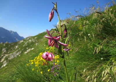 Butterfly tour Slovenia | Martagon Lily