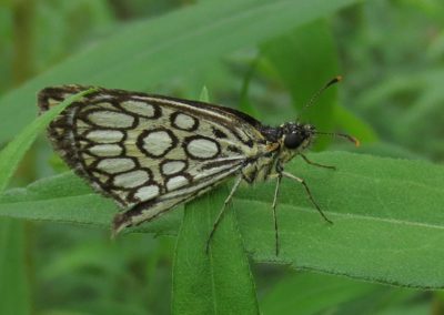 Butterfly tour Slovenia | Large Chequered Skipper