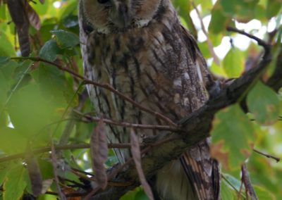 Long-eared Owl - Asio otus | Biding tour Hungary Autumn