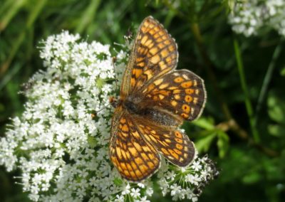 Butterfly tour Slovenia | Marsh Fritillary