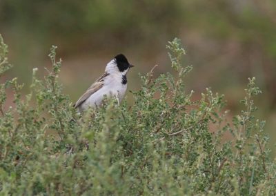 Birding tour Mongolia | Pallas\'s Reed Bunting