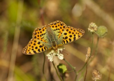 Queen of Spain Fritillary butterfly| Biding tour Hungary Autumn