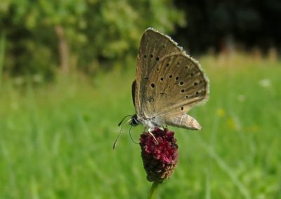 Butterfly tour Slovenia | Scarce Large Blue