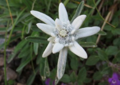 Butterfly tour Slovenia | Edelweiss