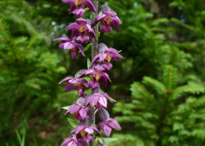 Butterfly tour Slovenia | the Dark-red Helleborine