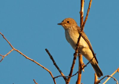 Spotted Flycatcher (Muscicapa striata) | Biding tour Hungary Autumn