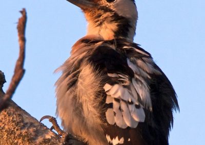 Syrian Woodpecker (Dendrocopos syriacus) | Biding tour Hungary Autumn