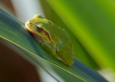 Tree Frog | Biding tour Hungary Autumn