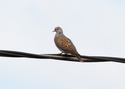 Turtle Dove (Streptopelia turtur) | Biding tour Hungary Autumn