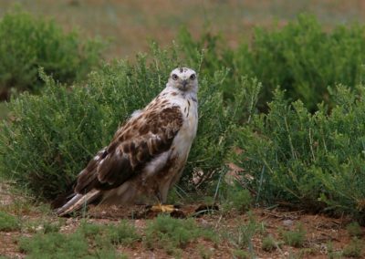 Birding tour Mongolia | Upland Buzzard