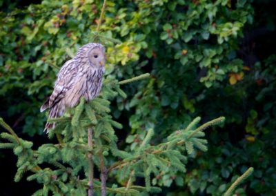 Ural Owl (Strix uralensis) | Biding tour Hungary Autumn