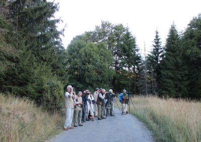 We found the Ural Owl! Biding tour Hungary Autumn