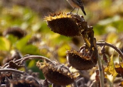 Whinchat (Saxicola rubetra) | Biding tour Hungary Autumn
