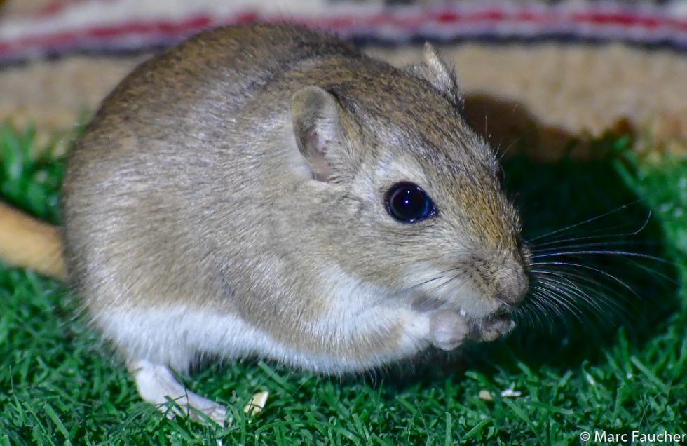 Midday Jird - Copyright Marc Faucher