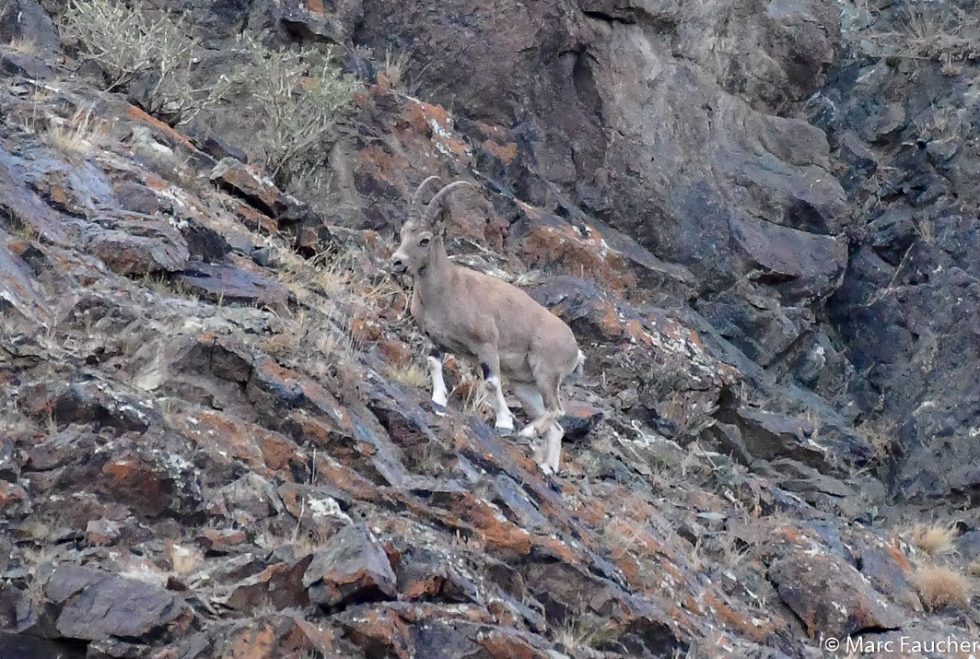 Siberian Ibex - Copyright Marc Faucher
