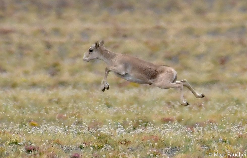 Saiga Antelope - Copyright Marc Faucher
