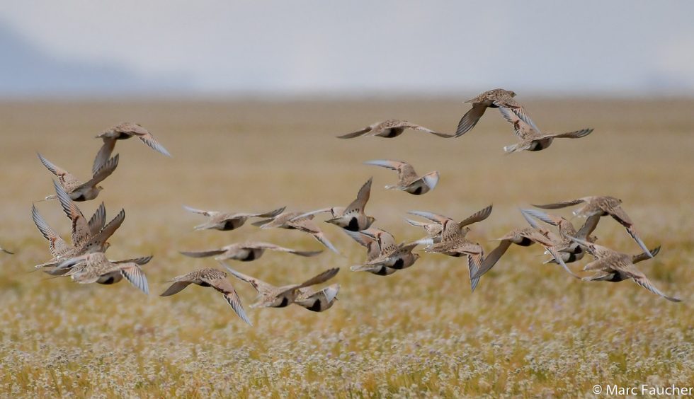 Pallas's Sandgrouse - Copyright Marc Faucher