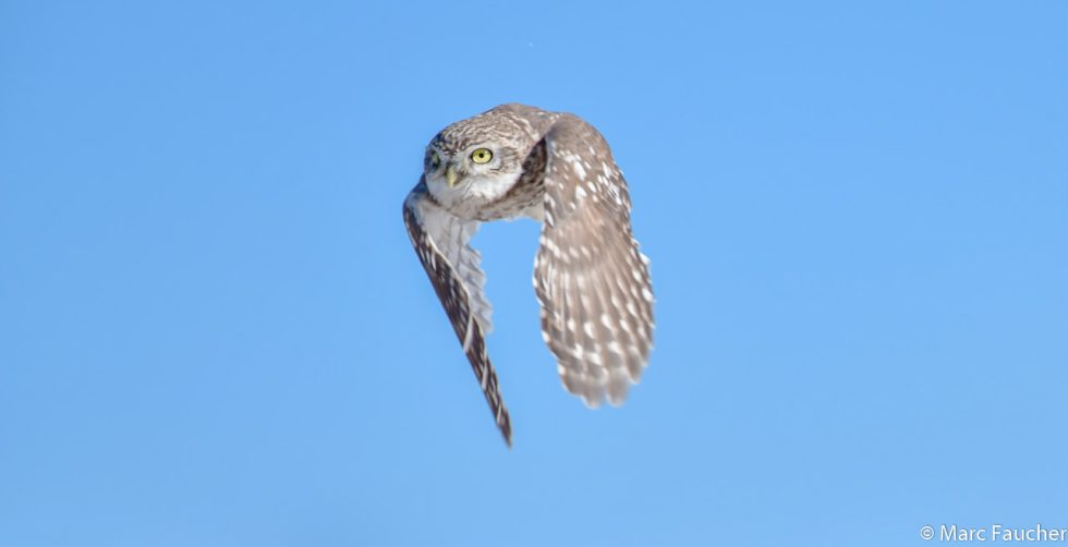 Little Owl - Copyright Marc Faucher