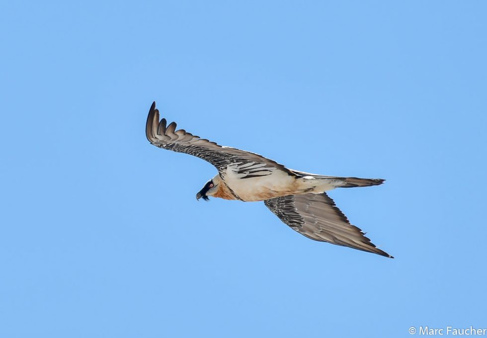 Bearded Vulture - Copyright Marc Faucher