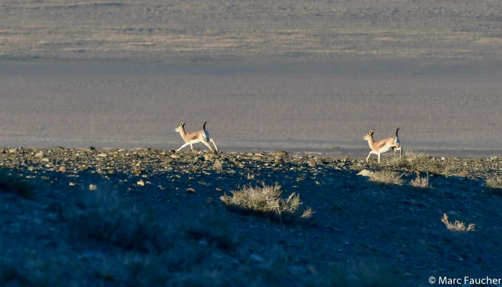 Black-tailed Gazelle - Copyright Marc Faucher