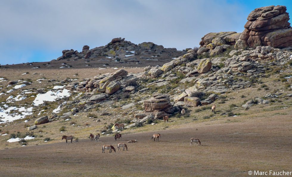 Przewalski's Horse - Copyright Marc Faucher