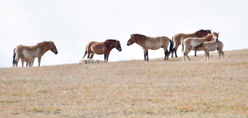 Przewalski's Horse - Copyright Marc Faucher
