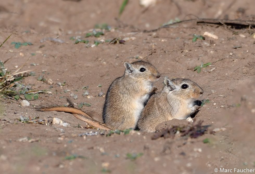 Mongolian Jird - Copyright Marc Faucher