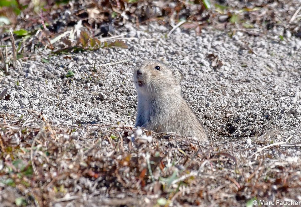 Brandt's Vole - Copyright Marc Faucher