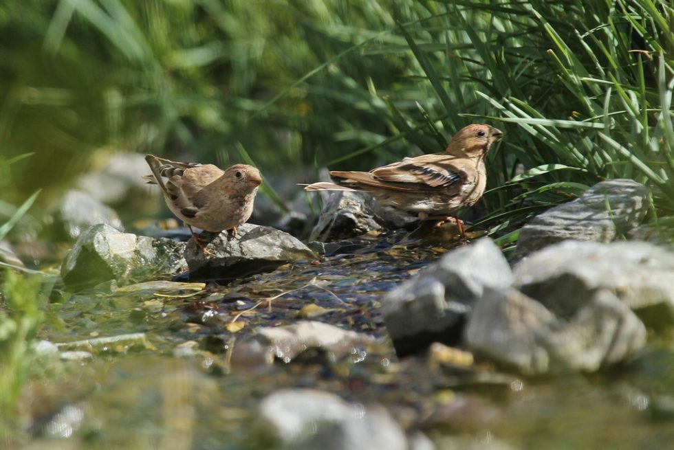 Courtesy of Graham Brace