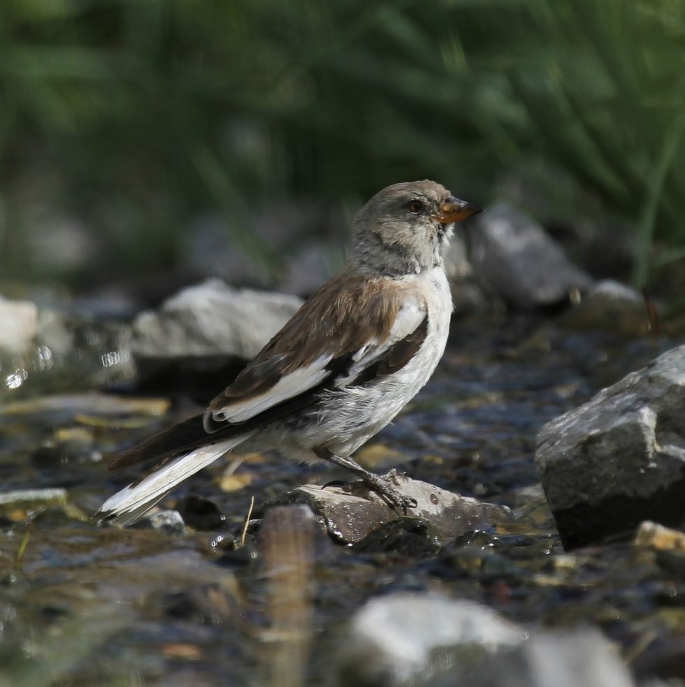 Courtesy of Graham Brace