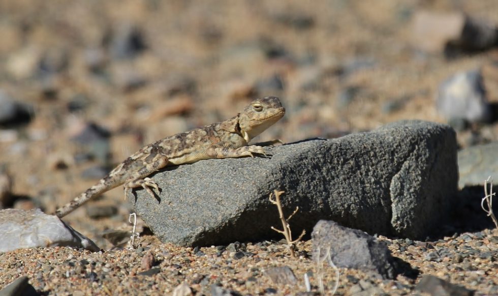 Courtesy of Graham Brace