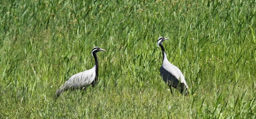 Demoiselle Crane - Courtesy of Graham Brace