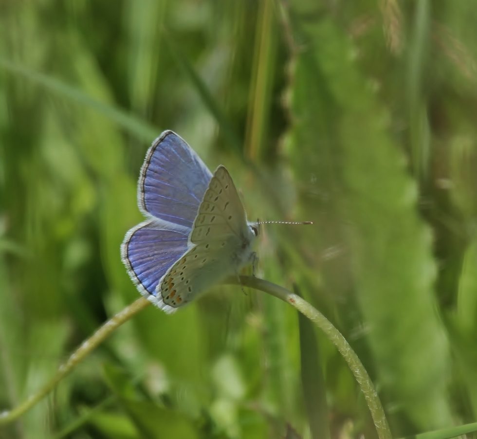 Courtesy of Graham Brace