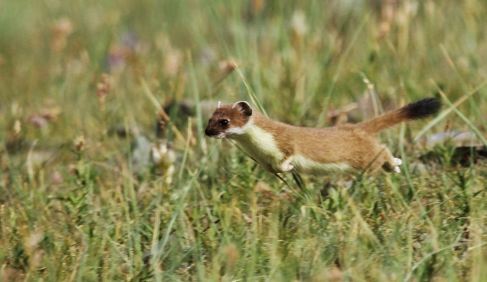 Courtesy of Graham Brace