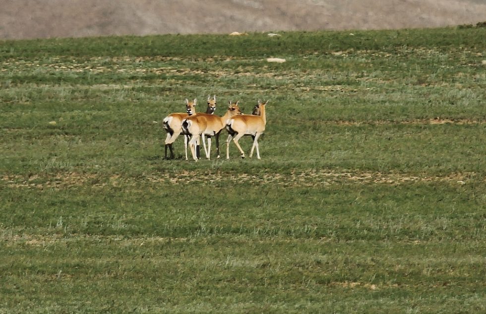 Courtesy of Graham Brace