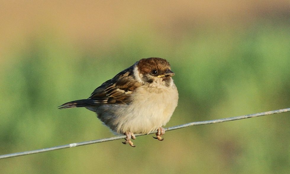 Courtesy of Graham Brace