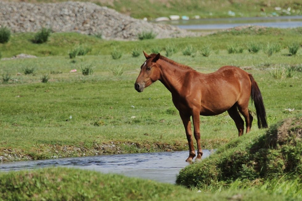 Courtesy of Graham Brace