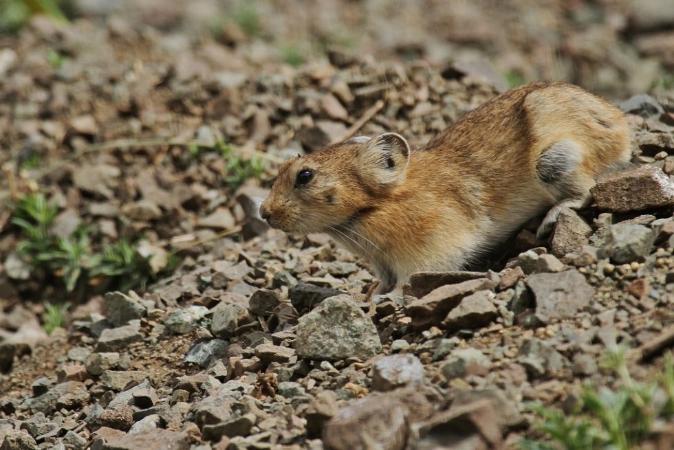 Courtesy of Graham Brace