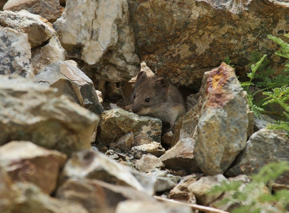 Courtesy of Graham Brace