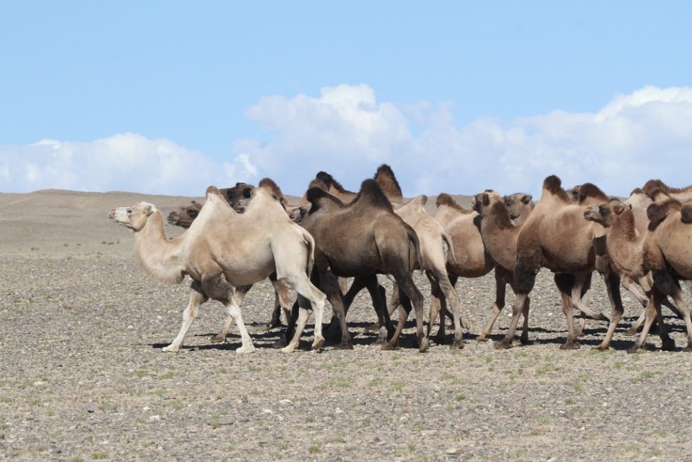 Courtesy of Graham Brace