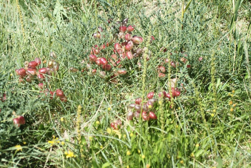 Courtesy of Graham Brace