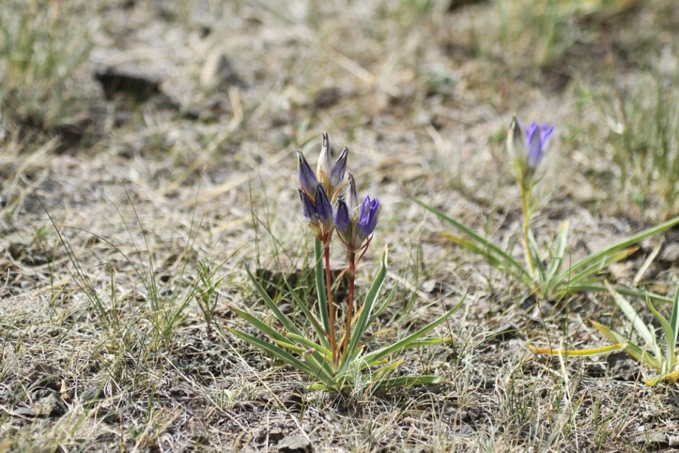 Courtesy of Graham Brace