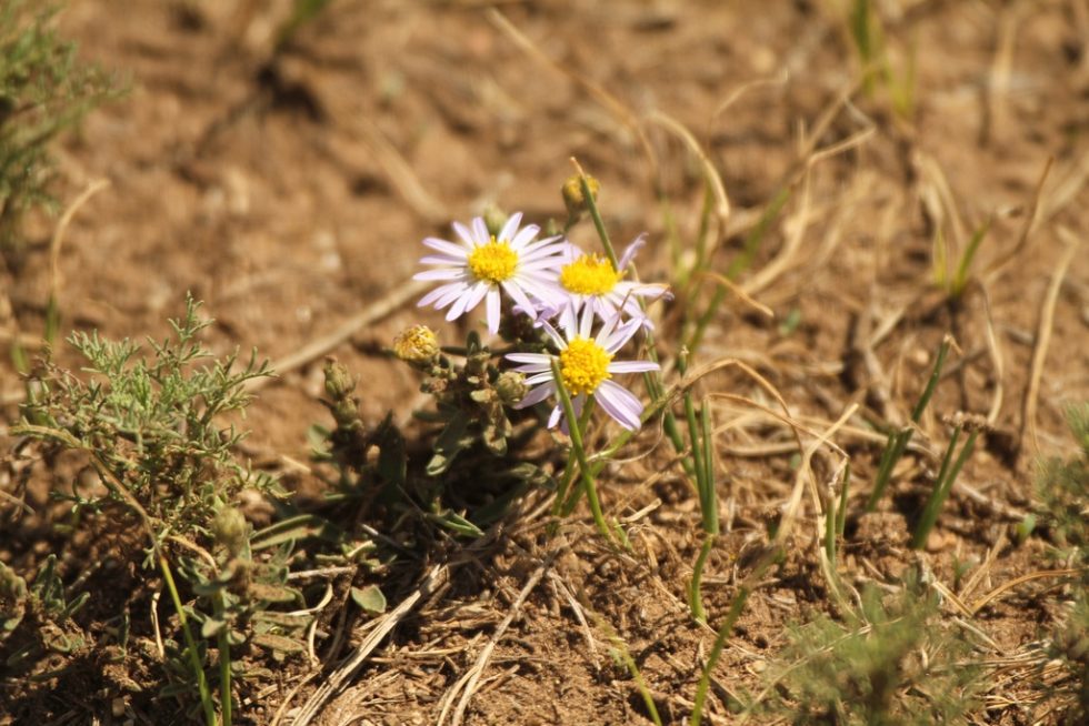 Courtesy of Graham Brace