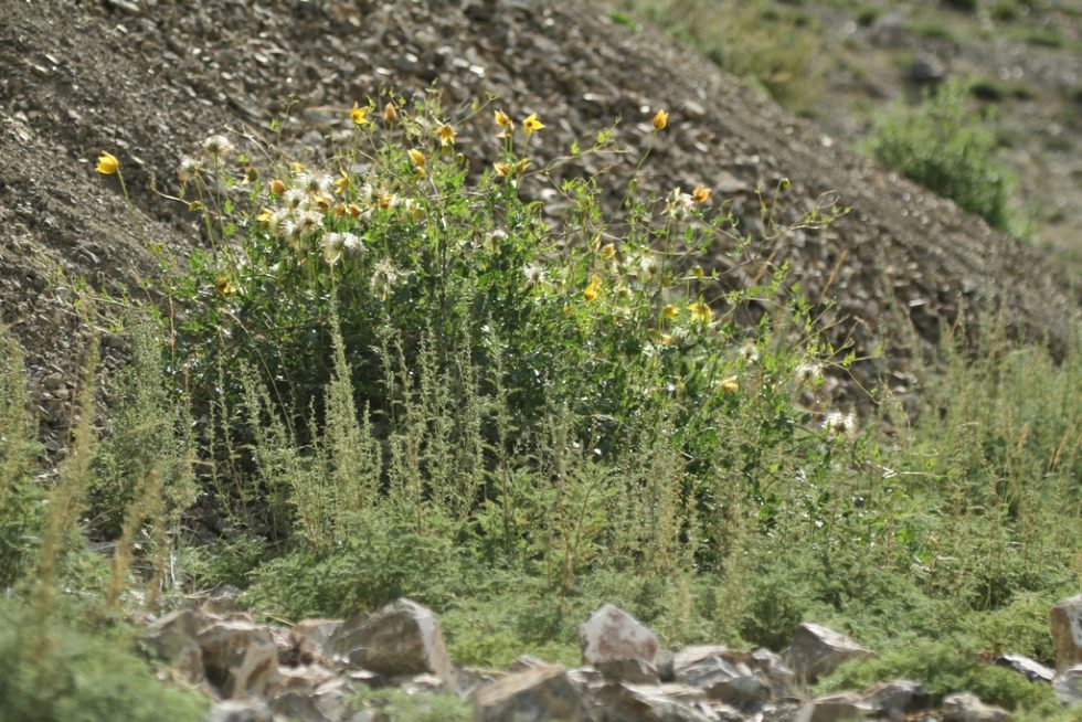 Courtesy of Graham Brace