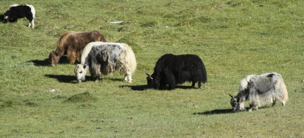 Courtesy of Graham Brace