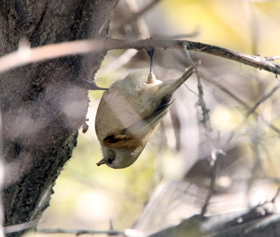 White-crowned penduline tit - Copyright: Dr Mike Pienkowski