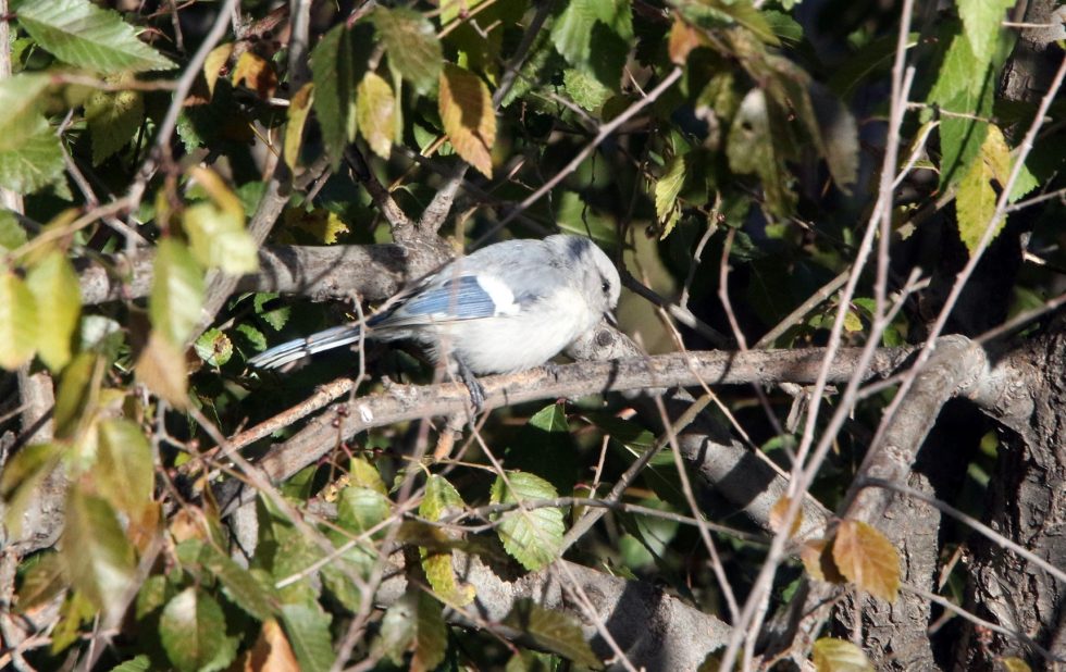 Azure tit - Copyright: Dr Mike Pienkowski