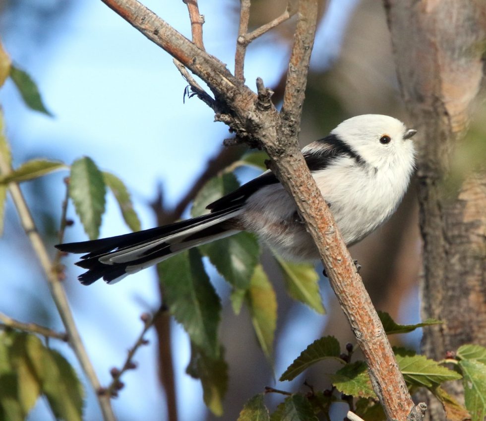 Long-tailed tit - Copyright: Dr Mike Pienkowski