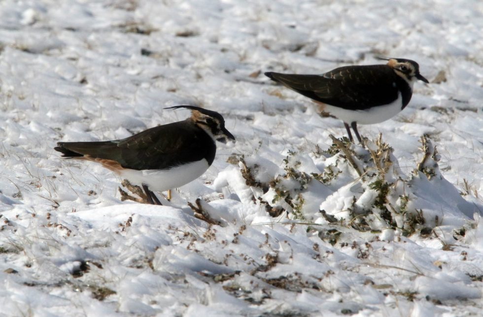 Lapwings - Copyright: Dr Mike Pienkowski